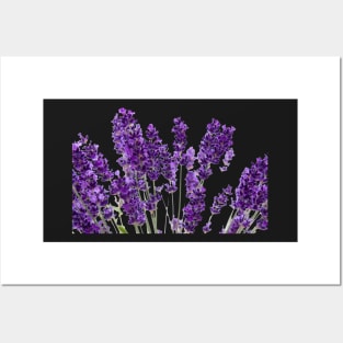 Lavender Posters and Art